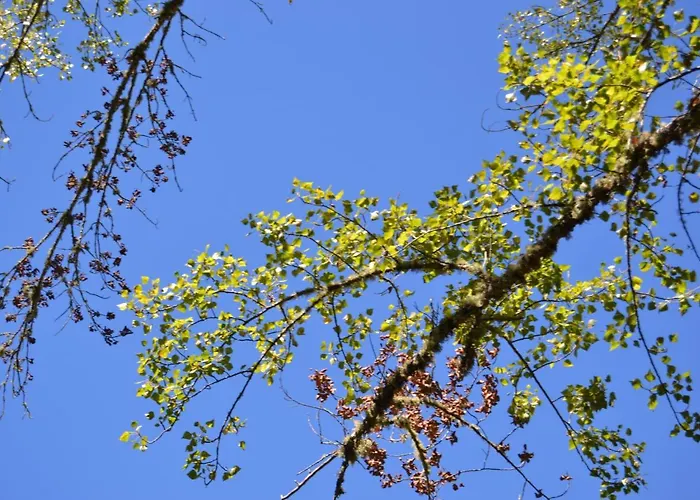 Nature Space Jabugo